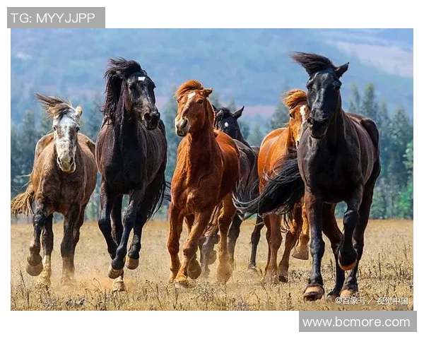 冈申-布法罗达成协议，法甲球队引进巴西新星，实力蓬勃上升